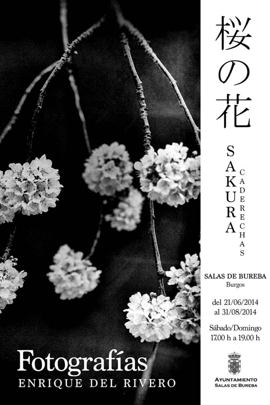 julio2014_sakura_2