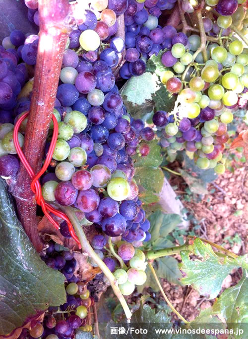 septi2014_wine_17