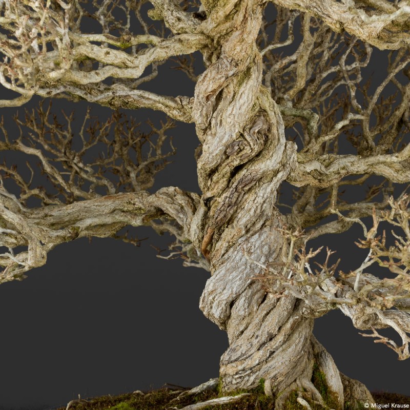 Enero2015_BonsaiWorkShop_Miguel Krause1