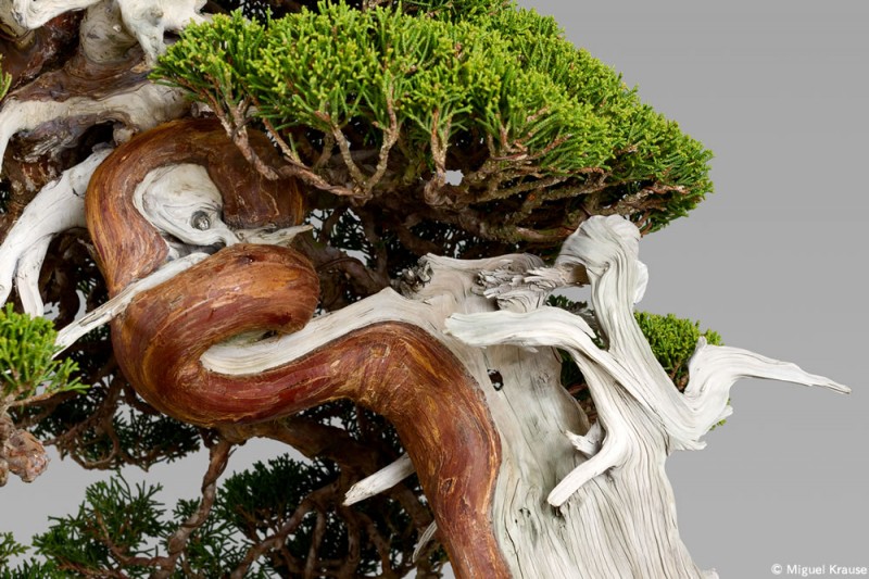 Enero2015_BonsaiWorkShop_Miguel Krause2