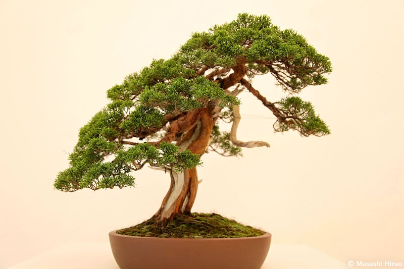 Mar2015_BonsaishiHirao_7