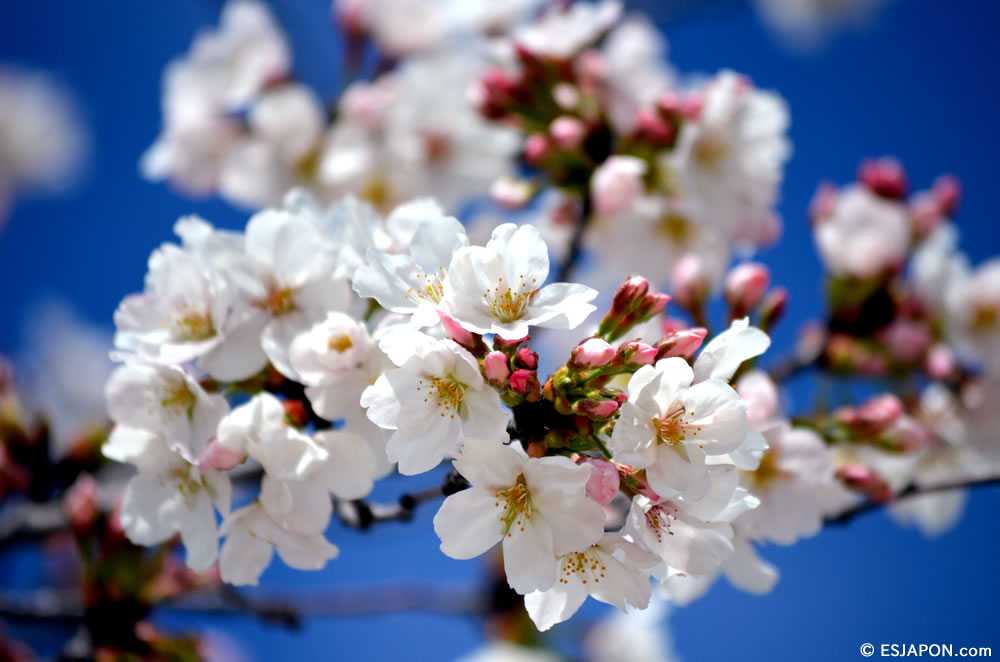 Mar2015_SakuraHanami_10