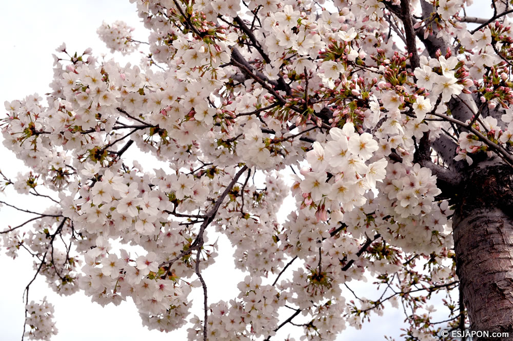 Mar2015_SakuraHanami_11