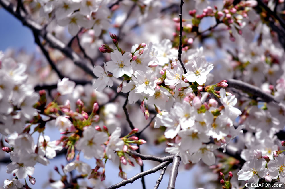 Mar2015_SakuraHanami_12