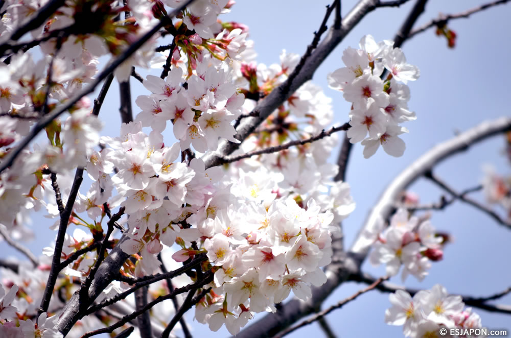 Mar2015_SakuraHanami_13