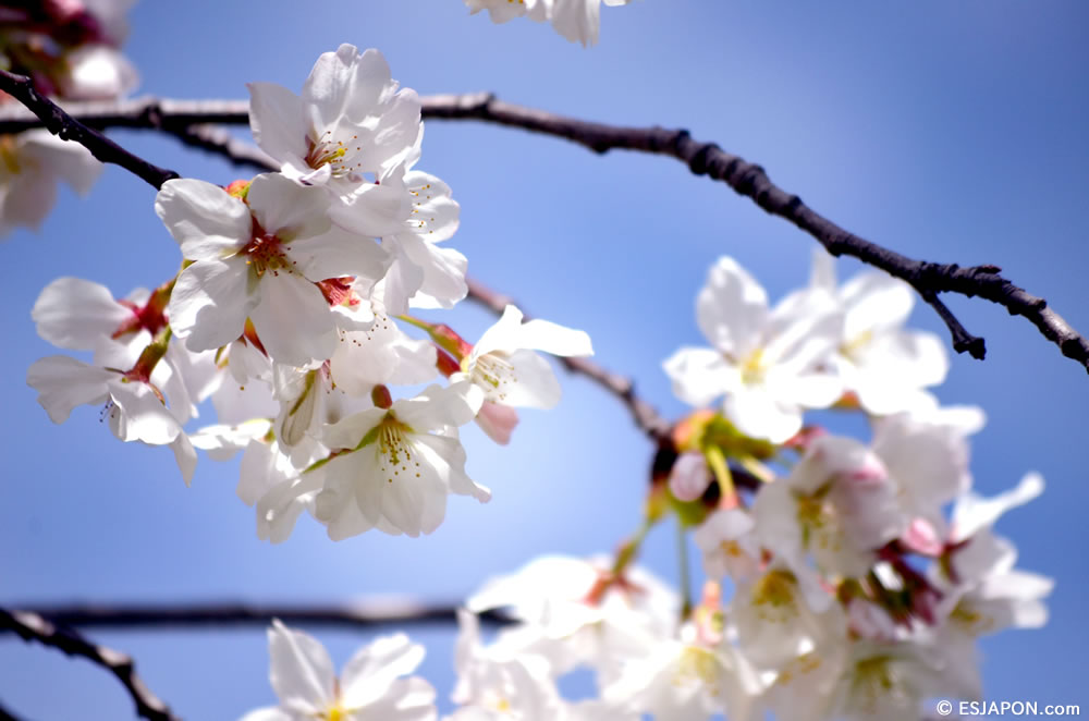 Mar2015_SakuraHanami_14