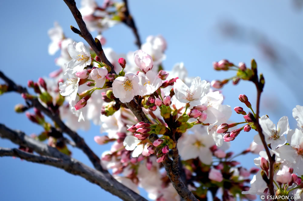 Mar2015_SakuraHanami_15