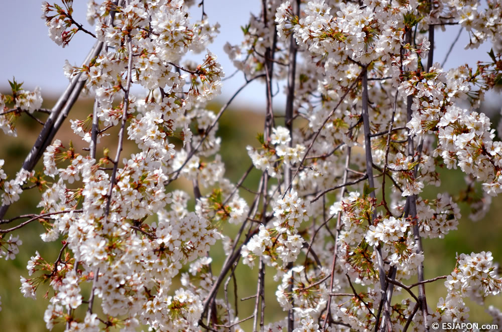 Mar2015_SakuraHanami_16