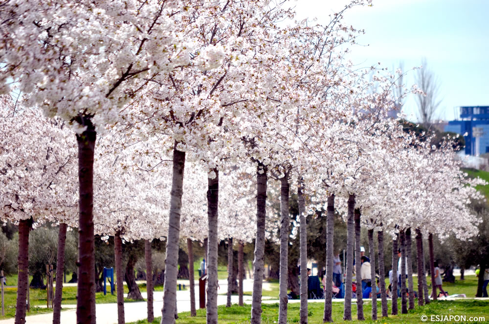 Mar2015_SakuraHanami_18