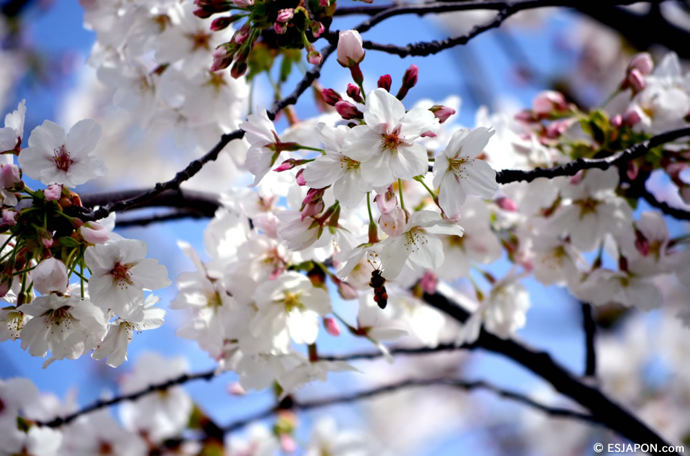 Mar2015_SakuraHanami_19