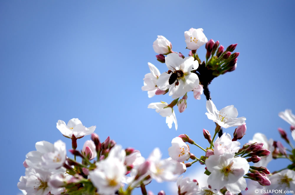 Mar2015_SakuraHanami_21
