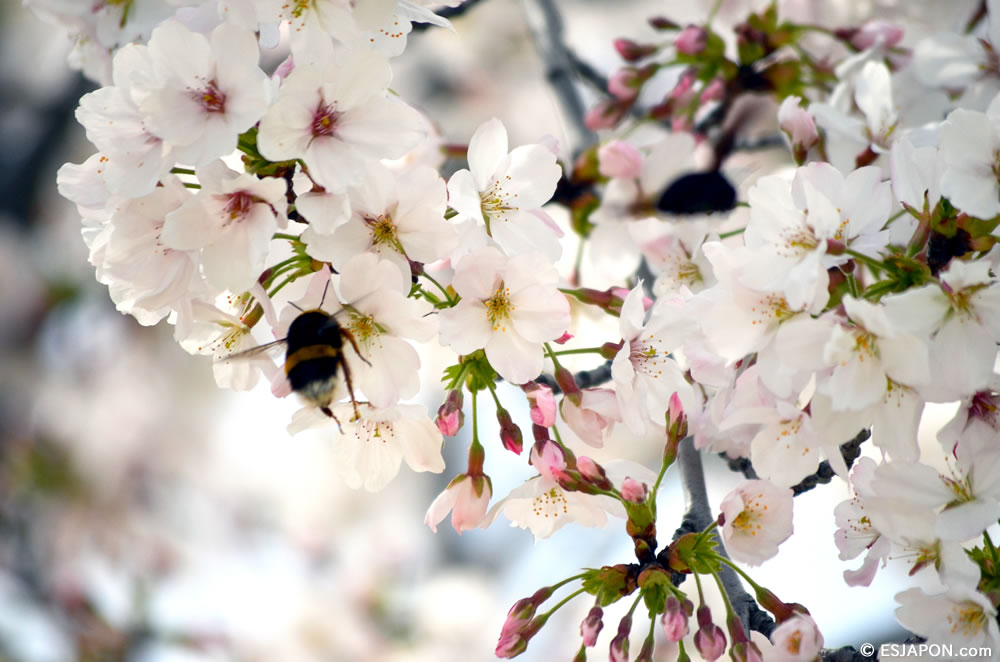 Mar2015_SakuraHanami_22