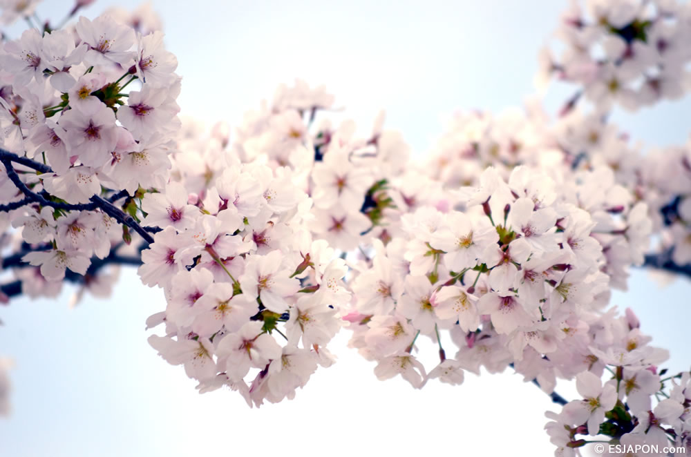 Mar2015_SakuraHanami_23