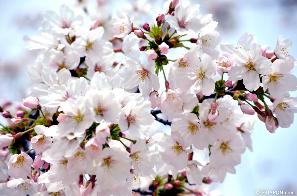 Mar2015_SakuraHanami_24