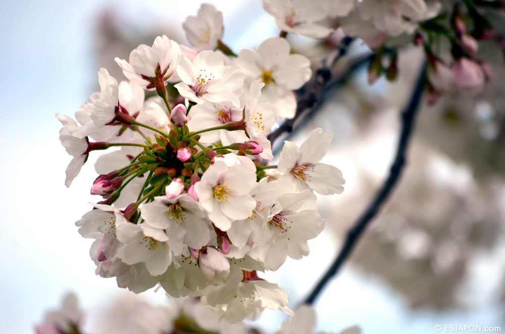 Mar2015_SakuraHanami_3