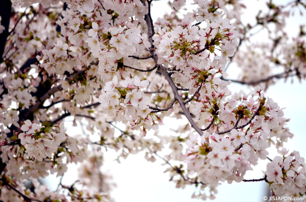 Mar2015_SakuraHanami_4