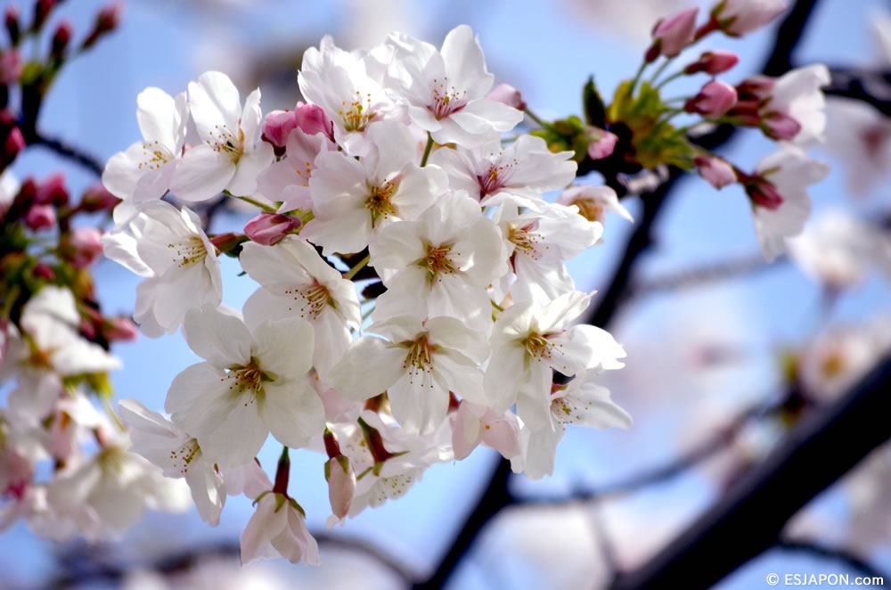 Mar2015_SakuraHanami_6