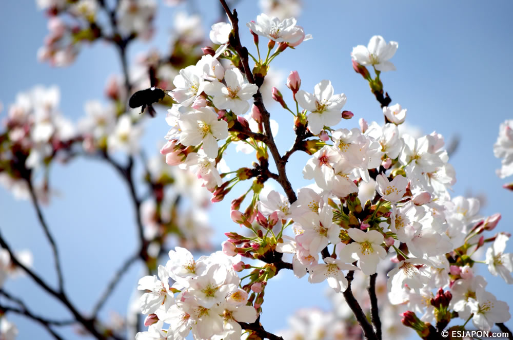 Mar2015_SakuraHanami_8