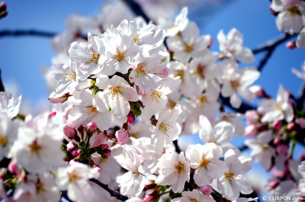 Mar2015_SakuraHanami_9