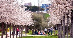 Florecen los cerezos del Parque Juan Carlos I de Madrid