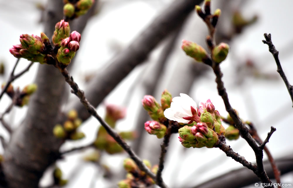 Mar2015_Sakura_1