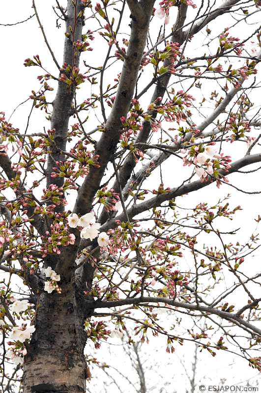 Mar2016_SakuraMadrid_0328_1