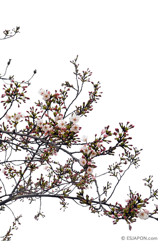 Mar2016_SakuraMadrid_0328_2