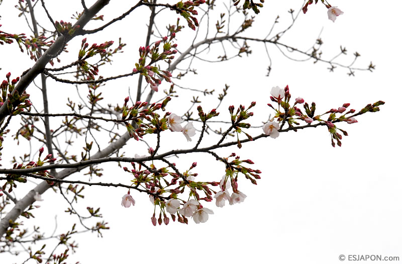 Mar2016_SakuraMadrid_0328_3