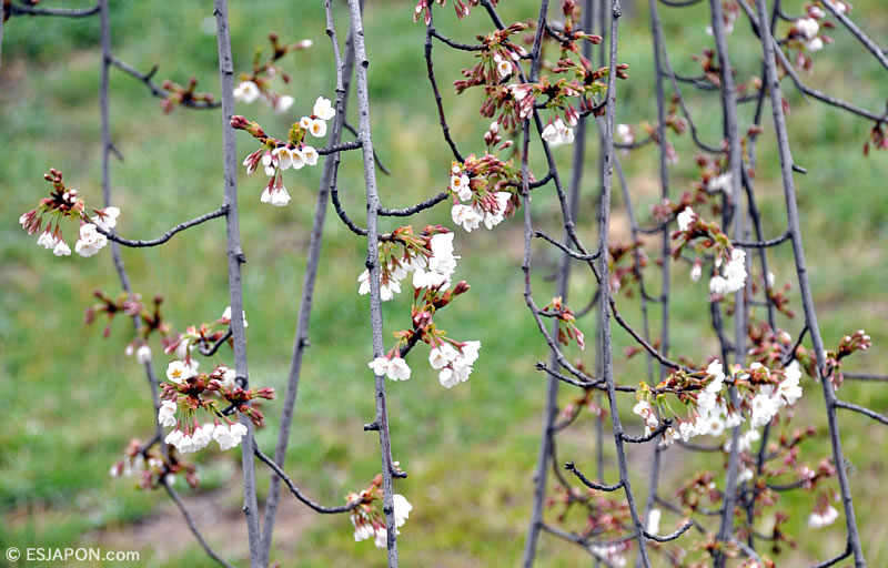Mar2016_SakuraMadrid_0328_4