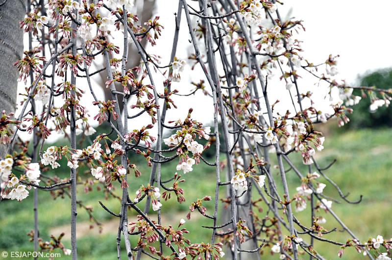 Mar2016_SakuraMadrid_0328_5