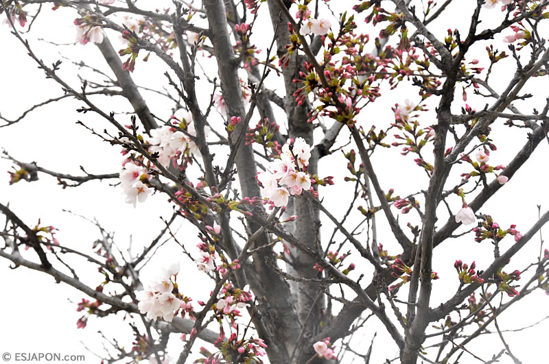 Mar2016_SakuraMadrid_0328_6