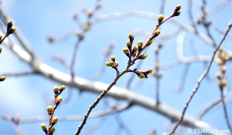 Mar2016_Sakura_01