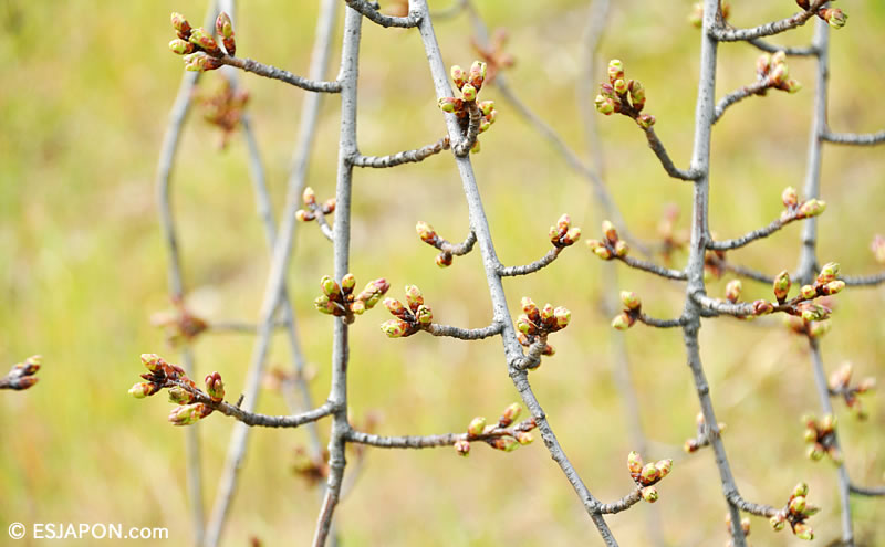 Mar2016_Sakura_02