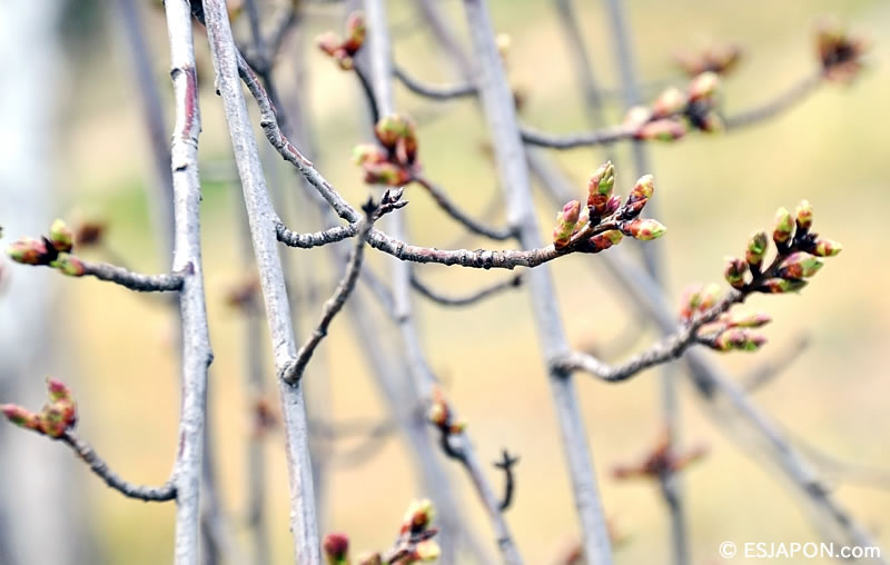 Mar2016_Sakura_04