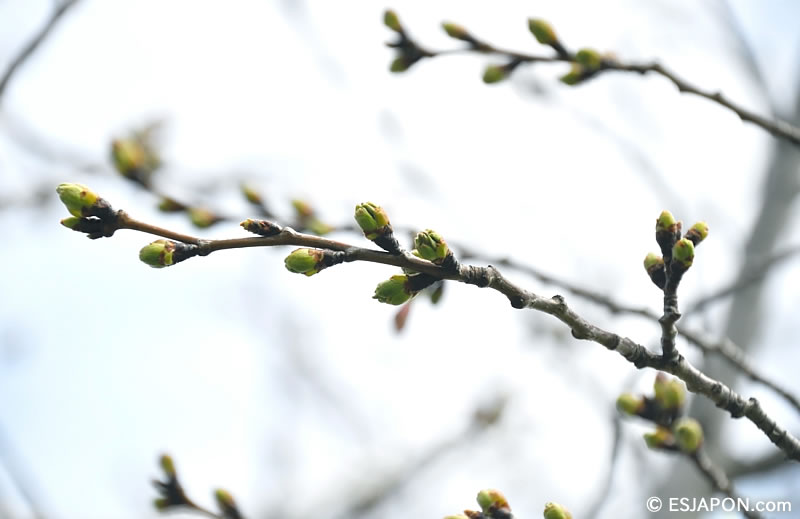 Mar2016_Sakura_05