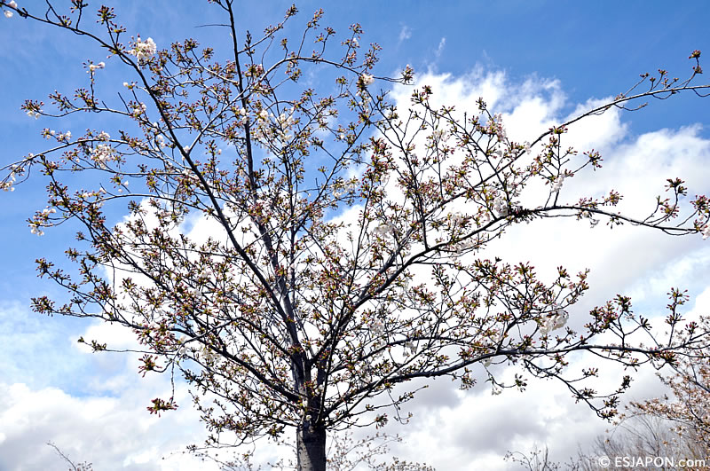 Abr2016_SakuraMadrid_0403_1