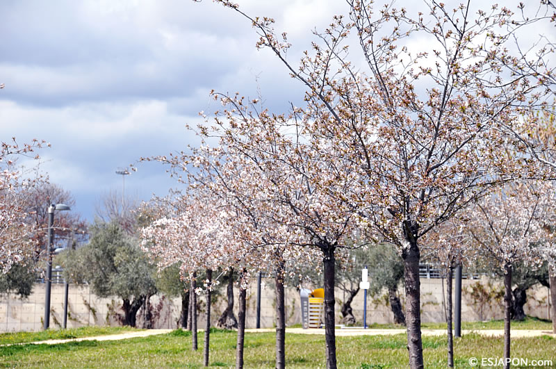 Abr2016_SakuraMadrid_0403_2