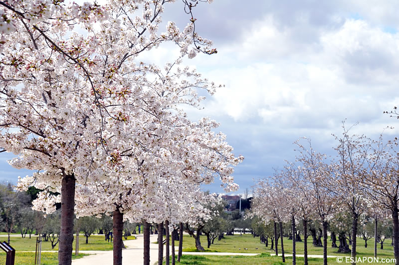 Abr2016_SakuraMadrid_0403_3