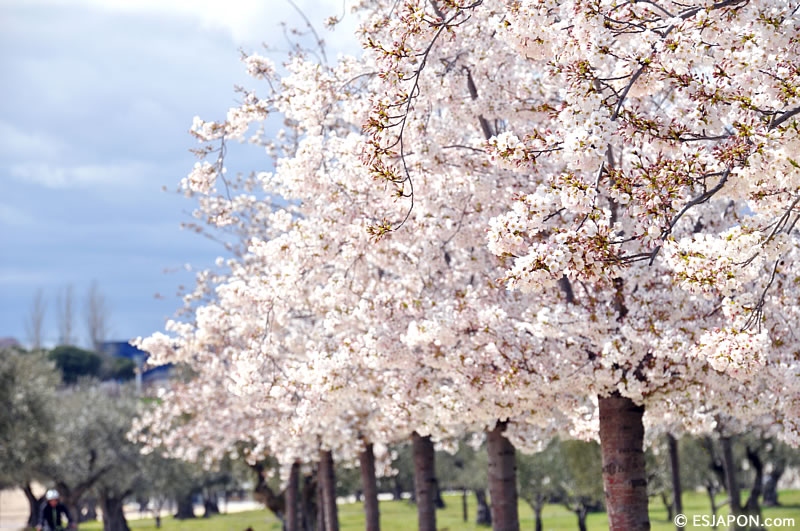 Abr2016_SakuraMadrid_0403_4