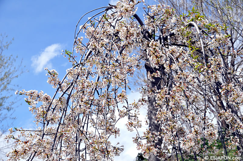 Abr2016_SakuraMadrid_0403_5