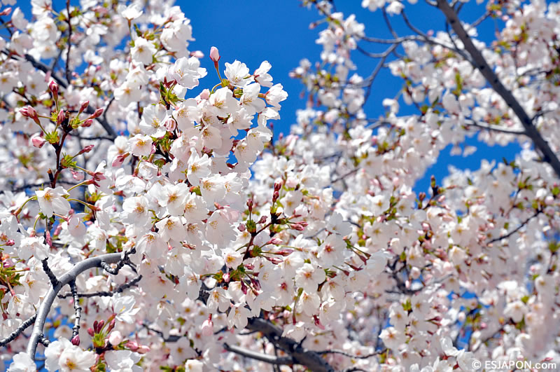 Abr2016_SakuraMadrid_0403_6