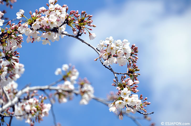 Abr2016_SakuraMadrid_0403_8