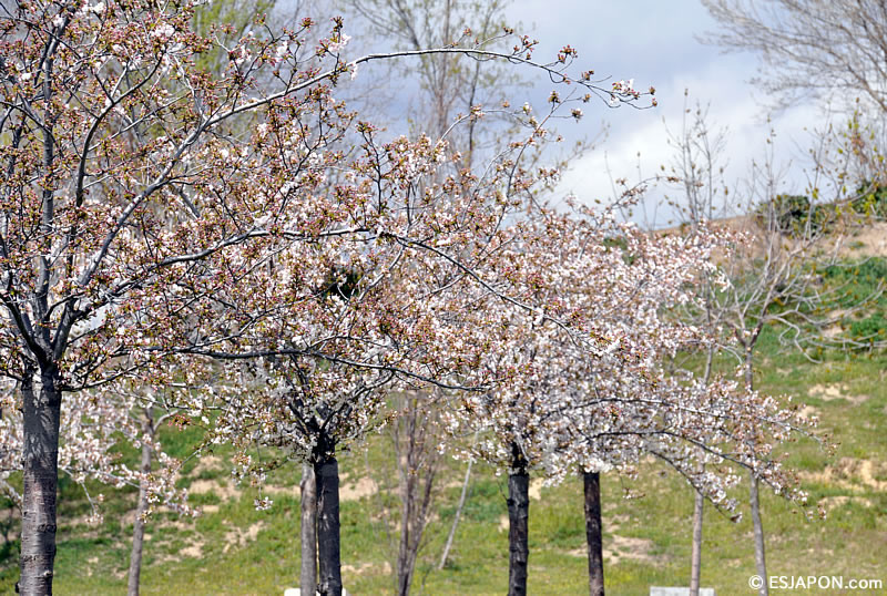 Abr2016_SakuraMadrid_0403_9