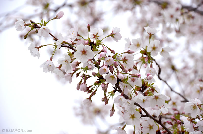 Abr2016_Sakura_0410_01