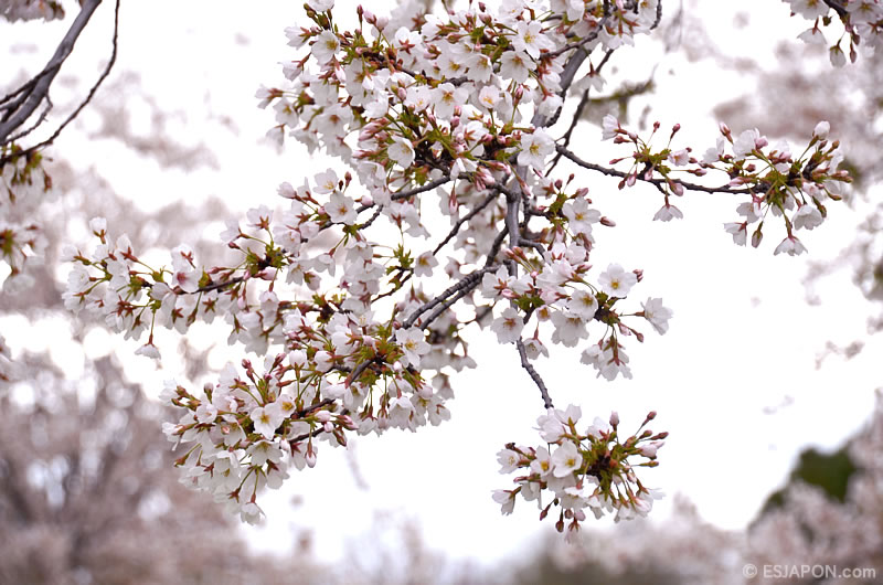 Abr2016_Sakura_0410_02
