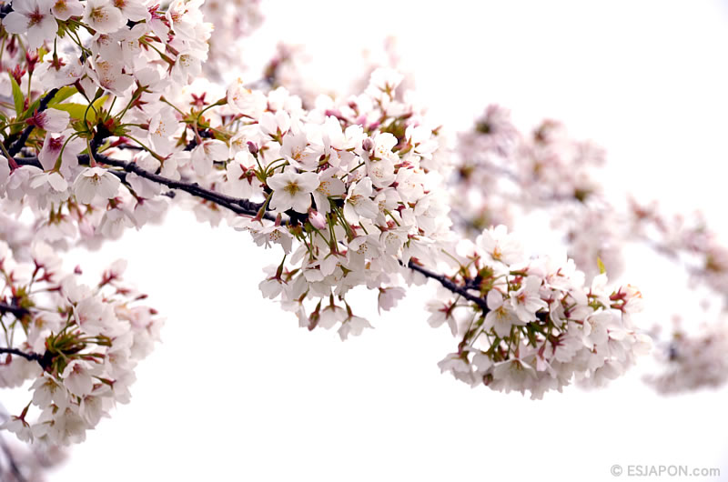 Abr2016_Sakura_0410_03