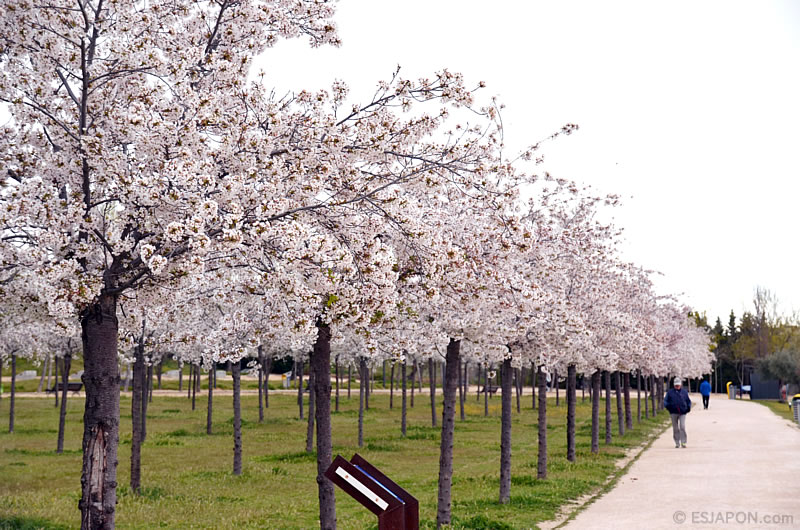 Abr2016_Sakura_0410_04