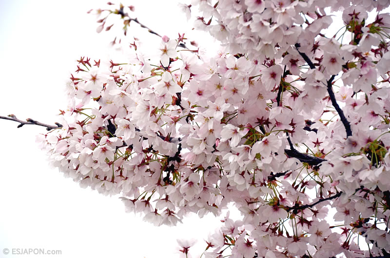 Abr2016_Sakura_0410_05