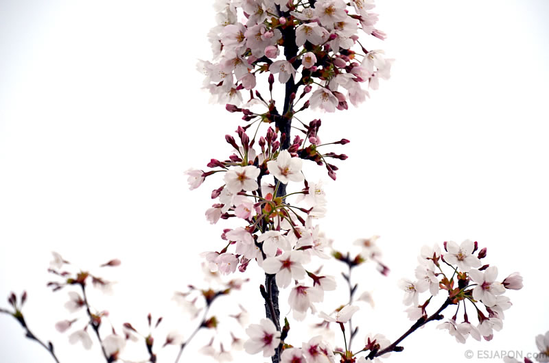 Abr2016_Sakura_0410_06