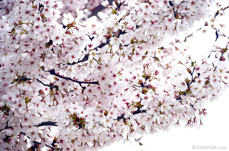 Abr2016_Sakura_0410_07